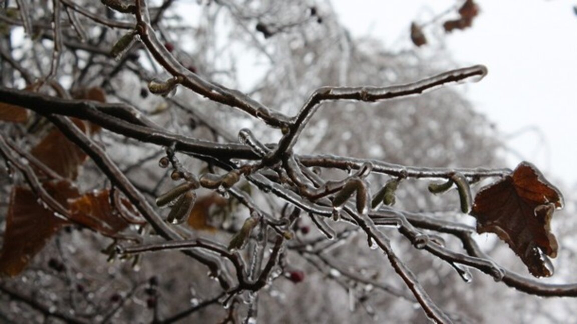 Zirai dondan zarar gören arazilere destek