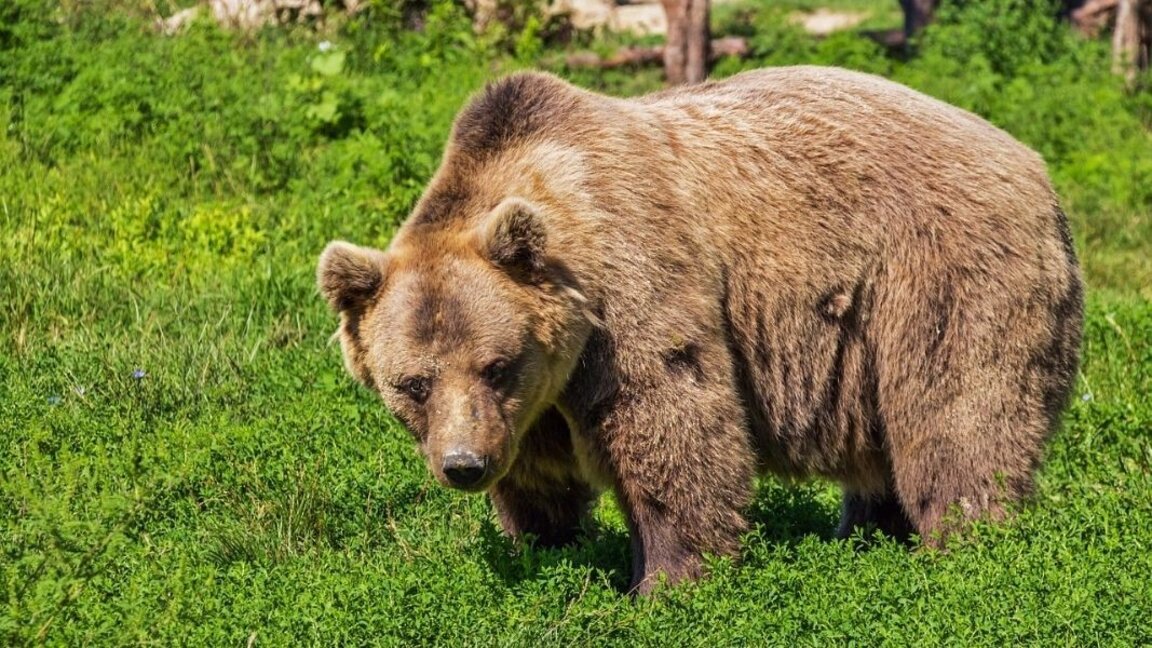 Neue Kampagne von WWF-Bulgarien lenkt die Aufmerksamkeit auf wilde Tiere