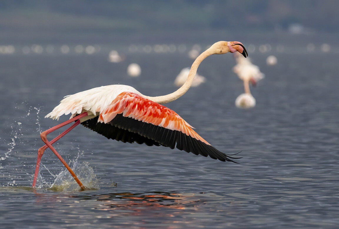 2024 : une année historique pour les flamants roses en Bulgarie