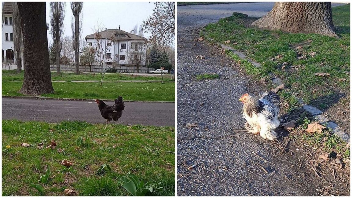 На разходка в парка с кокошките Сонка и Юлия и петела Соник
