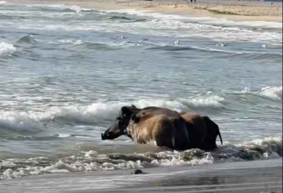 Семейство глигани се порадва на морето на плажа в "Аспарухово"