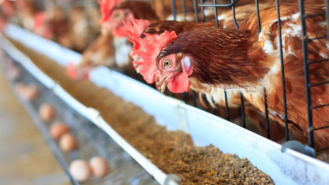 Илюстративно изображение.