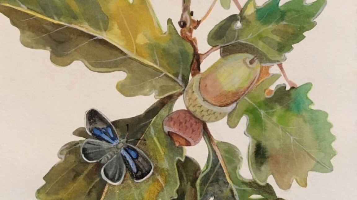 Foto: Facebook /Las maravillas de la naturaleza: de la semilla al bosque