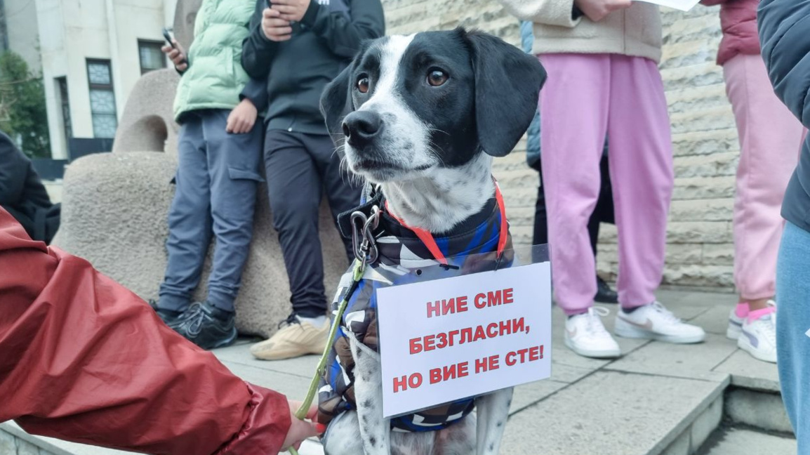 Ulusal Hayvanları Koruma Kurumu’nun kurulması fikri geniş destek gördü