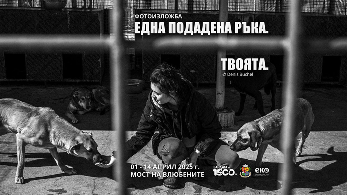 Фотоизложба разказва за битието на бездомните кучета в София