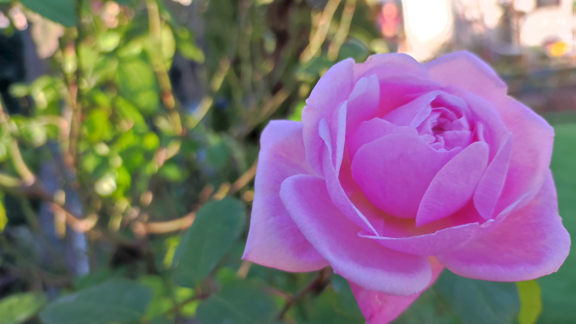 роза за 8 март