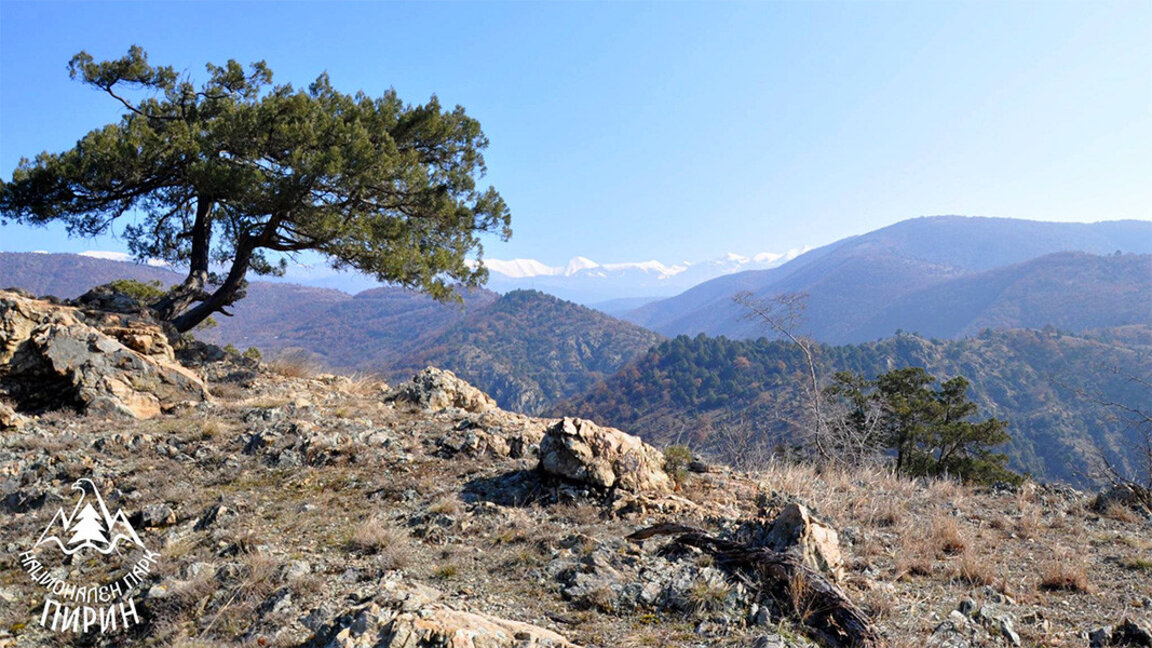 Bulgaria has the largest natural juniper forest in Europe