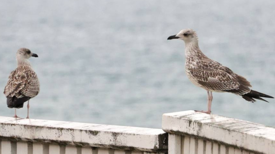 Времето днес ще е облачно със слаби превалявания 
