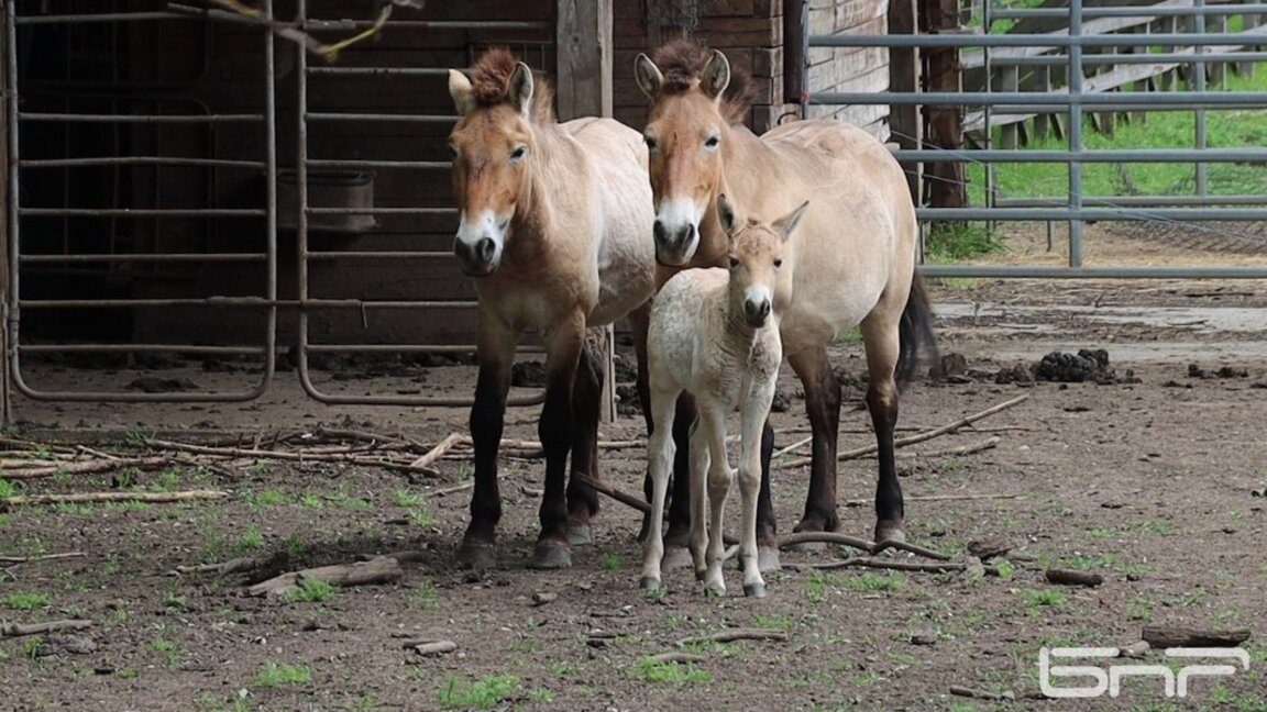 Бебе конче се роди в Зоопарка на Добрич