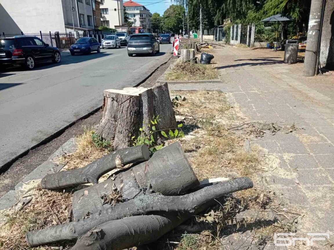 Заради ремонт на тротоар премахнаха дървета на главната улица в Сарафово