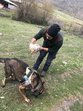 Two Egyptian vultures found poisoned in the Eastern Rhodopes