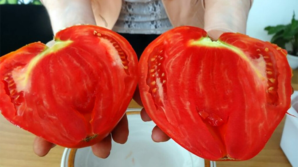 Bulgarische Tomatensorten im Botanischen Garten von Budapest