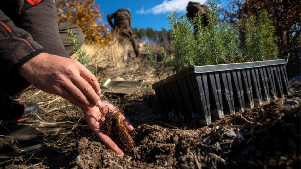 Над 1400 нови дръвчета бяха засадени край Елин Пелин за Седмицата на гората