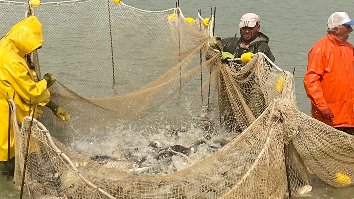 Рибният бранш: Въвеждане на максимална надценка ще притисне родния производител