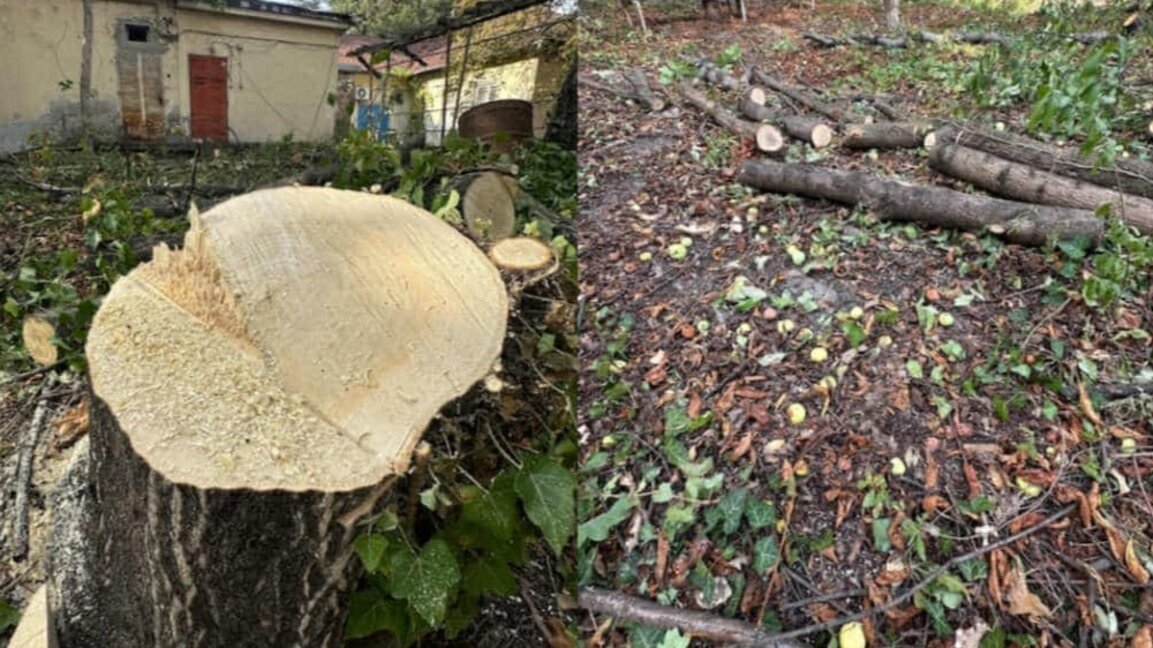 Граждани сигнализираха за незаконна сеч в столичния район "Изгрев"