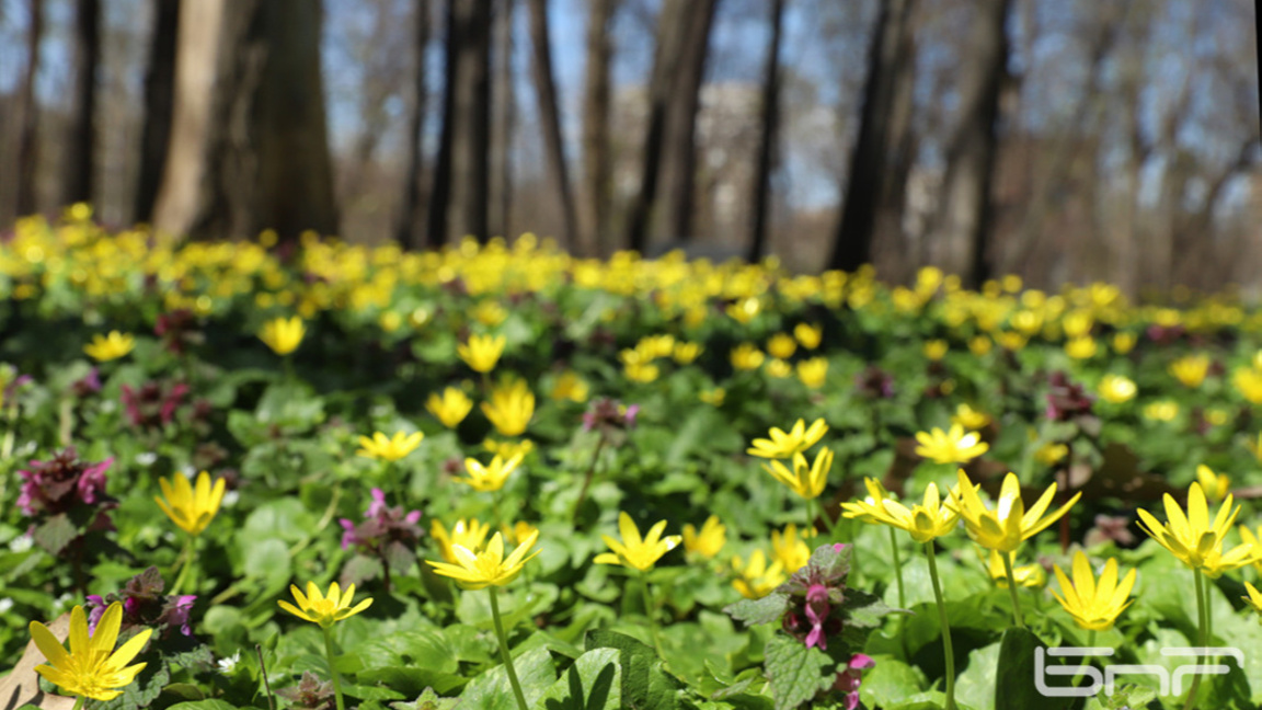 Настъпва астрономическата пролет