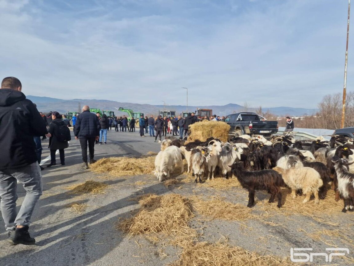 Земеделци от Пиринско на протест: Изкараха трактори и стадо кози до магистрала "Струма"