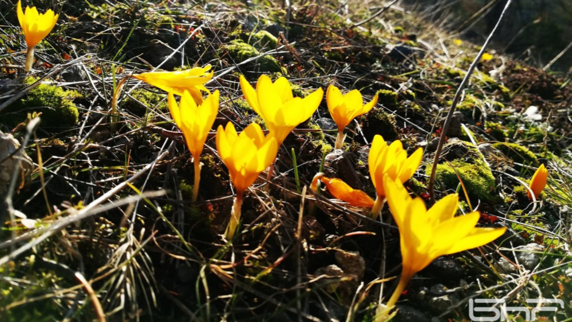 пролет, минзухар, времето, слънчево,