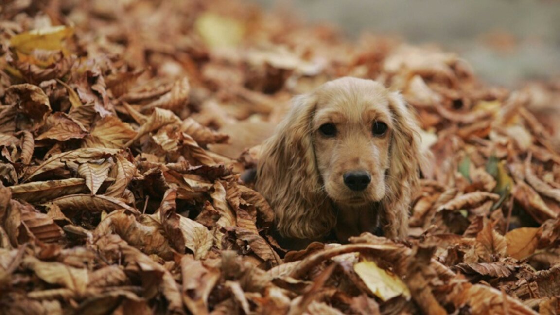 Parashikimi i motit për 12 nëntorin 2024