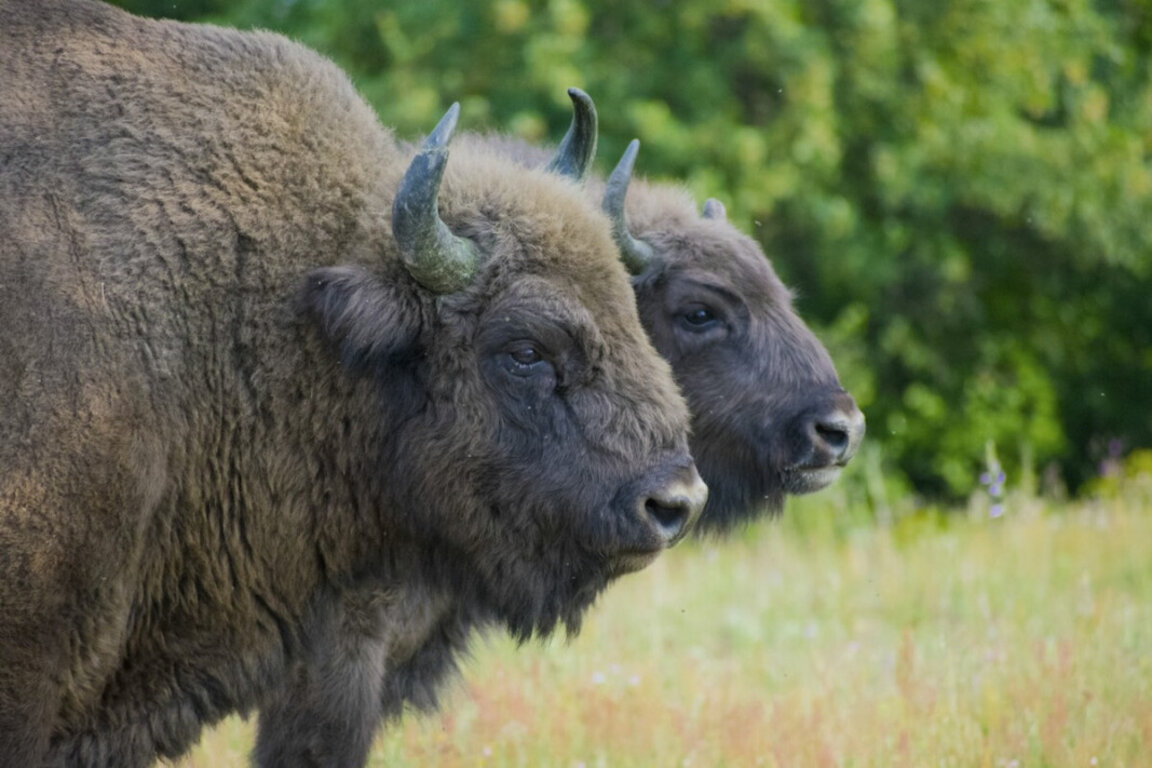 The population of European bison in Bulgaria is slowly recovering