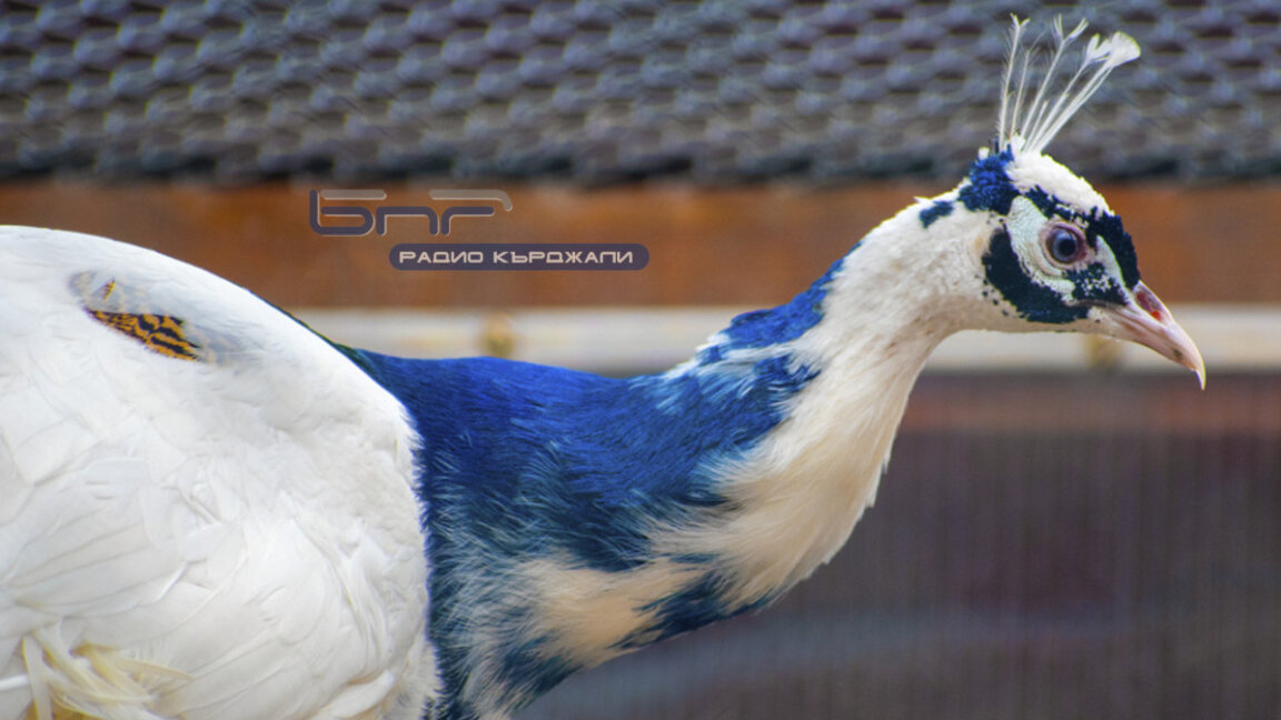 Потвърдиха огнище на птичи грип край Сусам