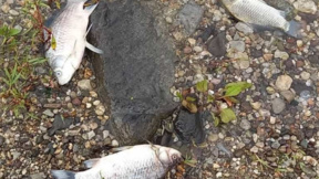 "Кюстендилска вода" оспорва, че са допуснали замърсяване, отровило риба в Струма