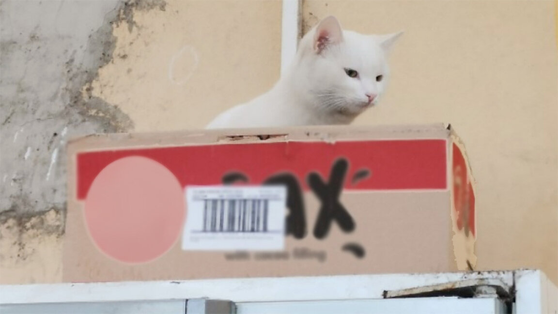 Eine weiße Mietzekatze begrüßt die Fahrgäste am Bahnhof von Widin