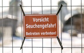 Обединеното кралство забрани внос на свине, овце и говеда от Германия заради огнището на шап