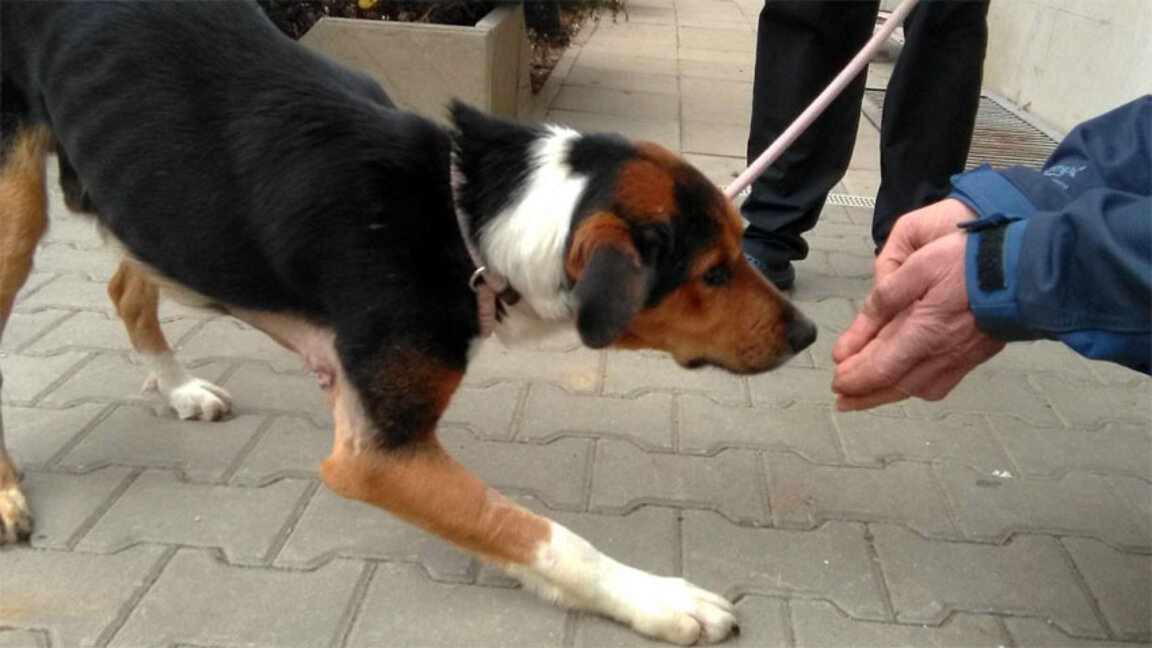 Протест срещу насилието на животни в Провадия утре