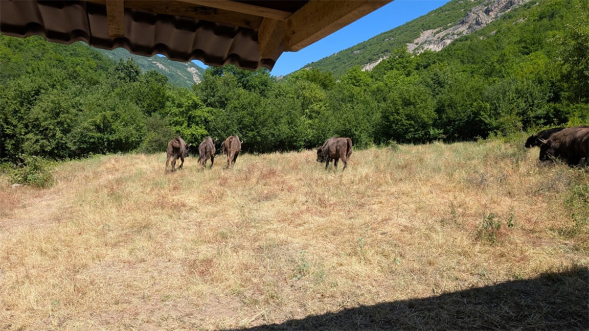 Opt bizoni noi au fost stabiliți în Munții Rodopi de Est
