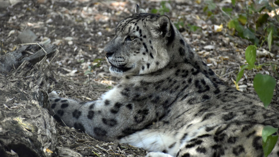 Sofioter Zoo beteiligt sich an einem Programm zum Schutz des Schneeleoparden