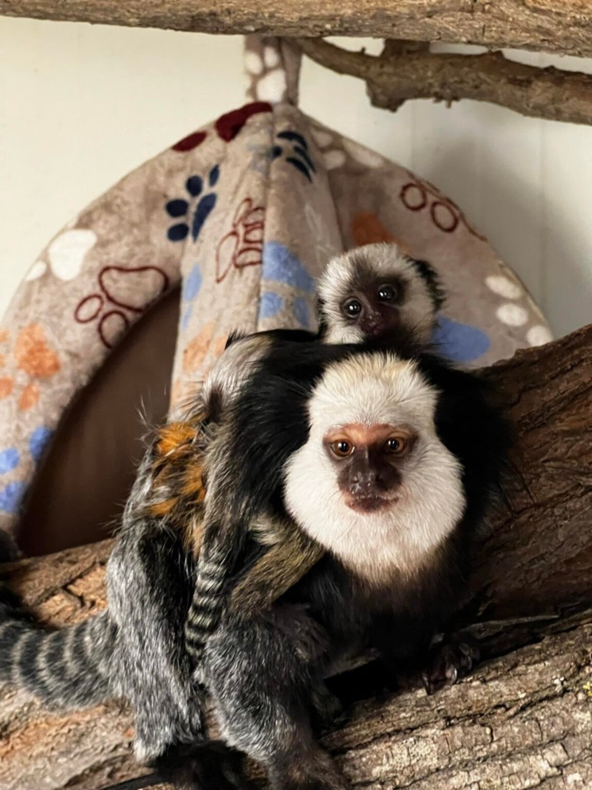 Бейби бум в Зоопарк - Бургас