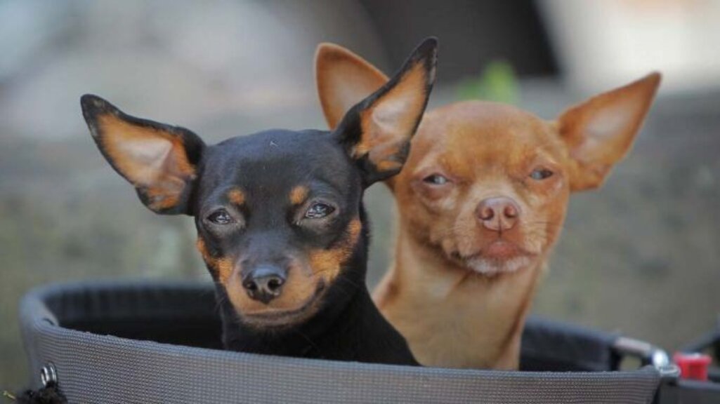 Sofja shënon Ditën Botërore të Qenit me nisma të ndryshme