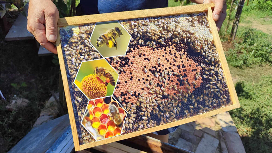 "A la découverte des abeilles pour mieux protéger l'avenir de la planète"...
