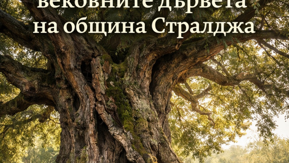 Конкурс за вековни дървета се провежда в Стралджа