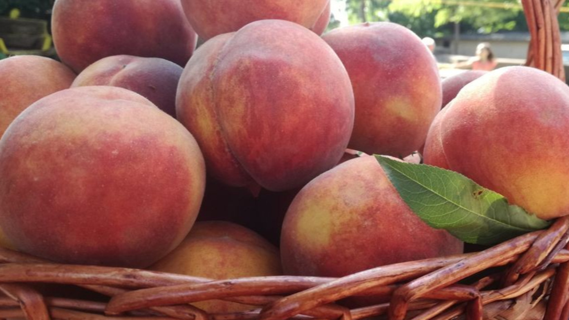 Праскови от село Гавраилово