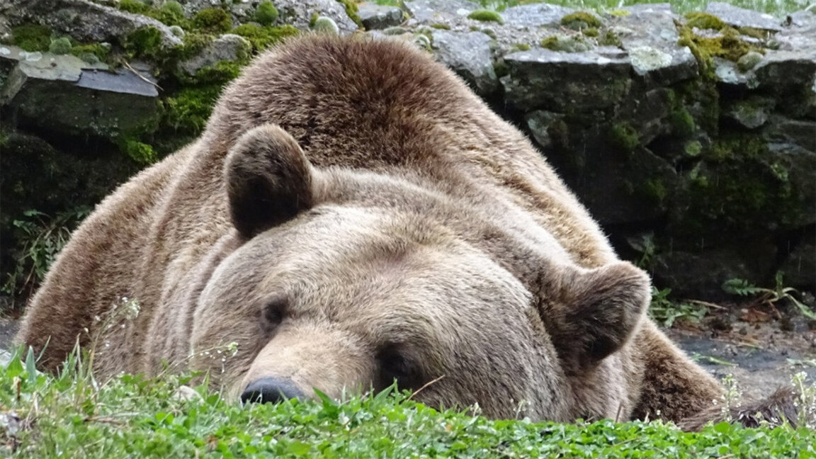 7 von 17 Bären in Beliza sind bereits in Winterschlaf gefallen