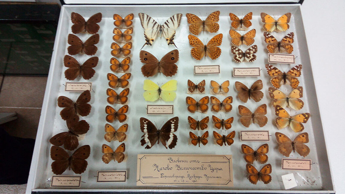 Национален природонаучен музей, епизод 1: История и запознаване