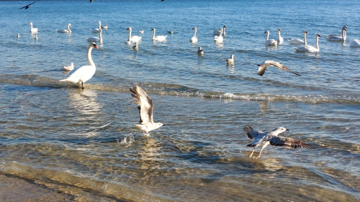 Януари във Варна