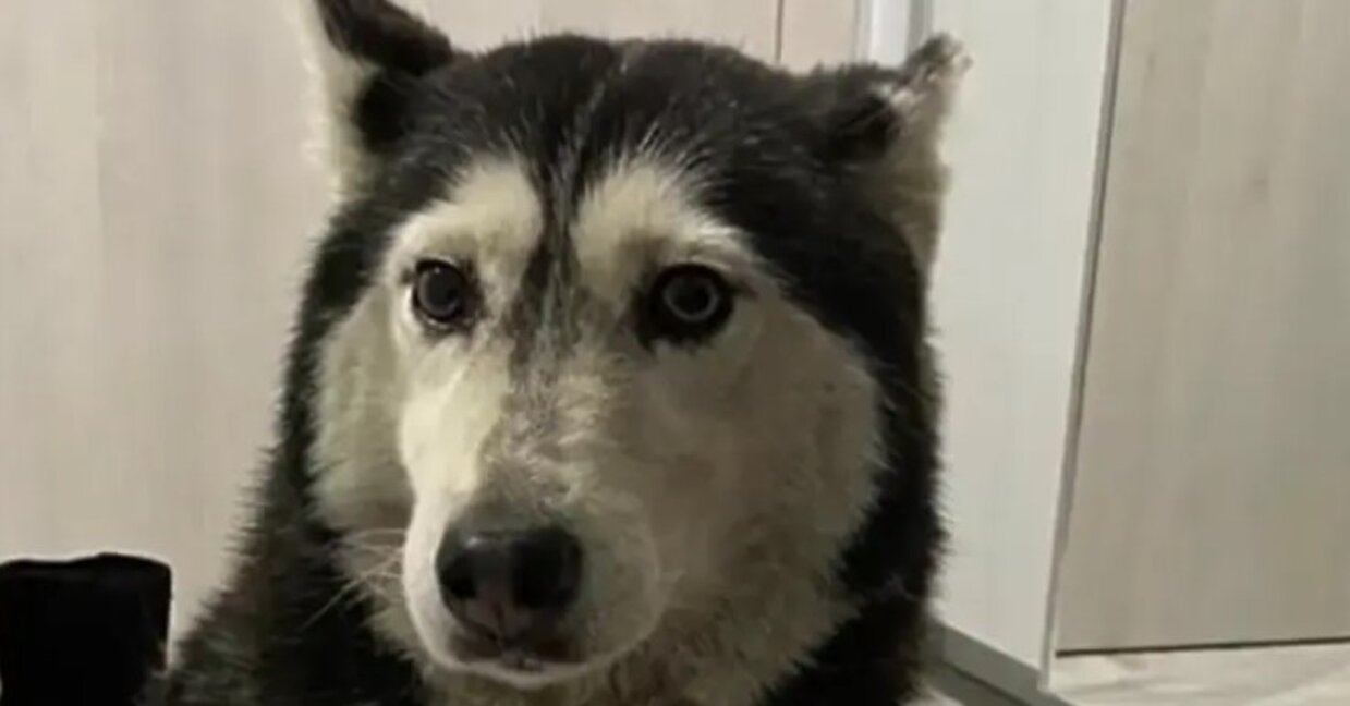 С петиция: 170 000 искат безпристрастно разследване на случая с прегазеното куче Мая