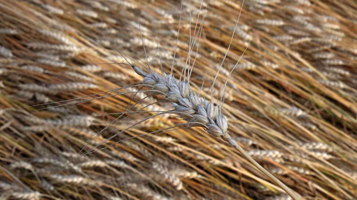 Bulgaria cede su tercer puesto como exportador de trigo en la UE