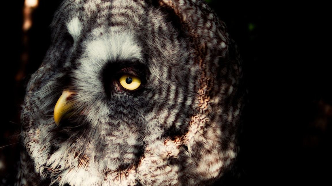 С "Денят на совите" и на 16 март