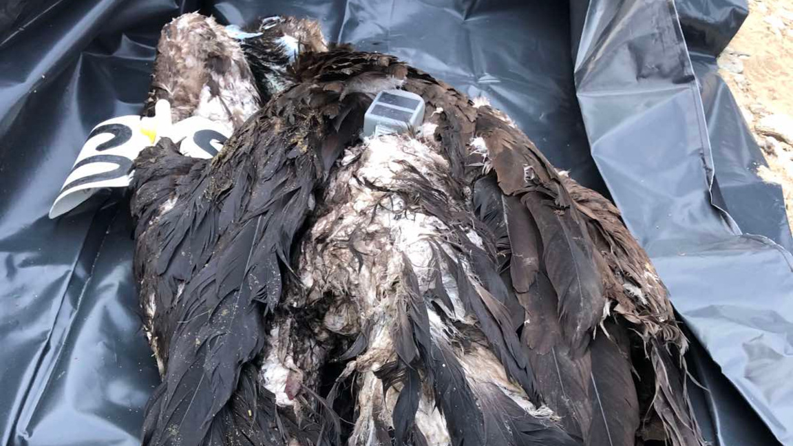 Отровеният черен лешояд нанася големи поражения върху популацията