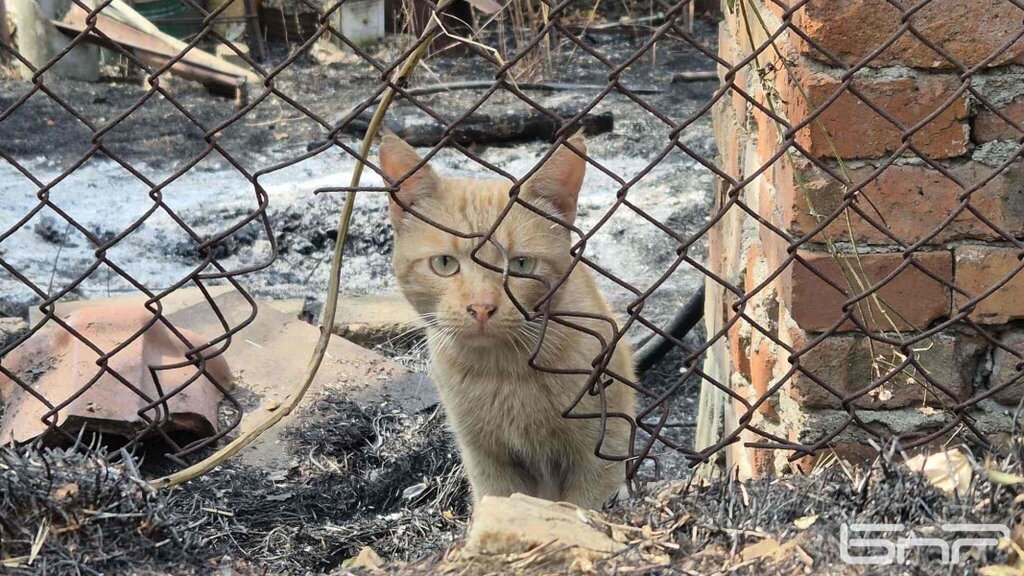 Мълчаливите свидетели: Животните в огнения капан край Стара Загора