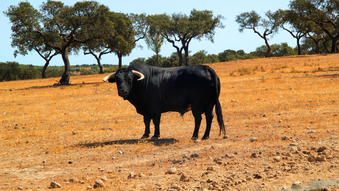 Шестте бика, преминали границата с РСМ, ще бъдат върнати на стопаните им
