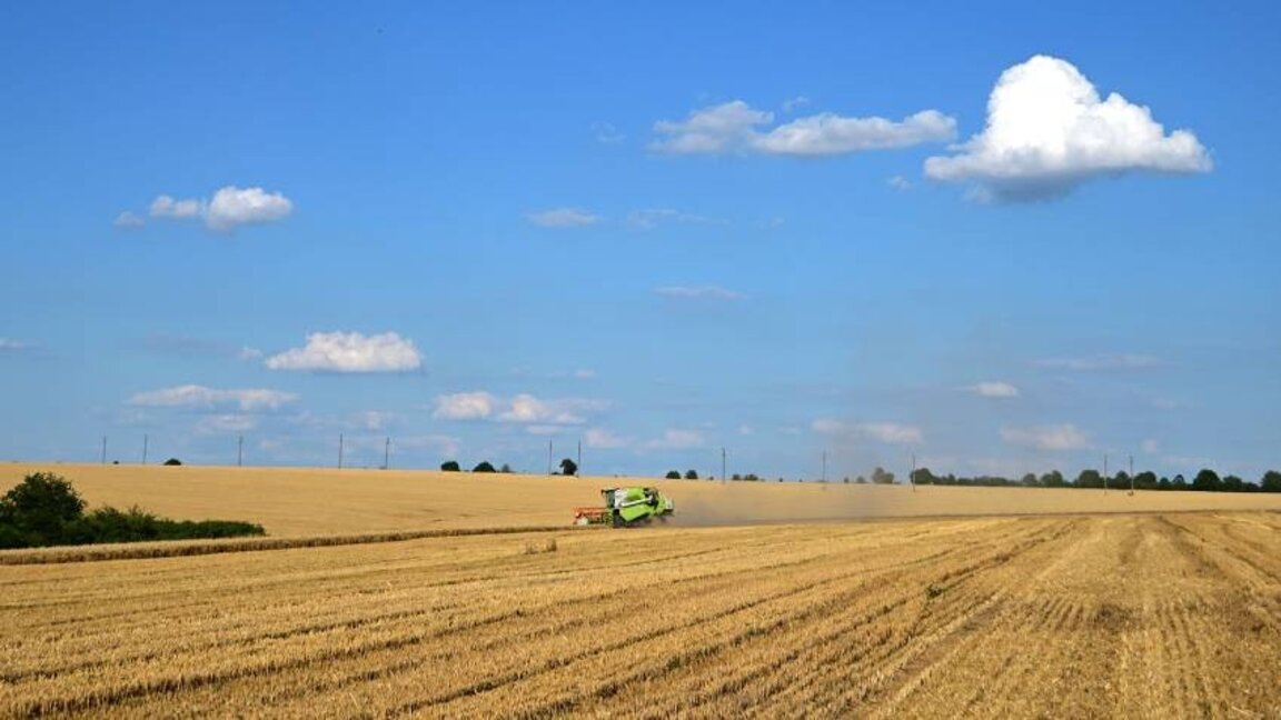 Deliorman'da buğday hasadı