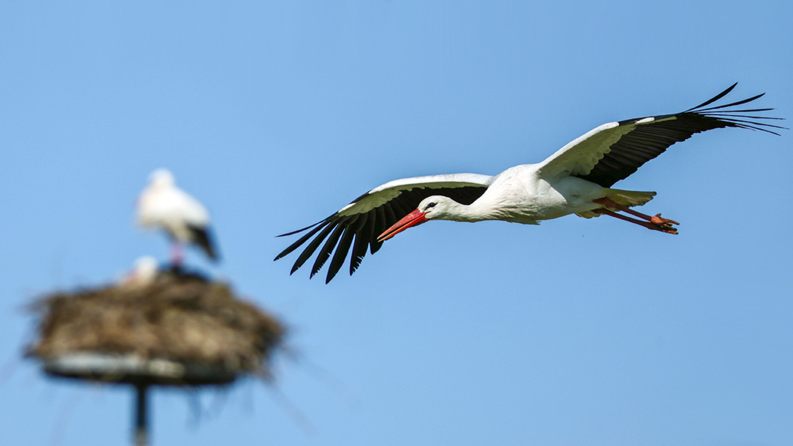 Народни поверия и легенди за щъркелите и лястовиците