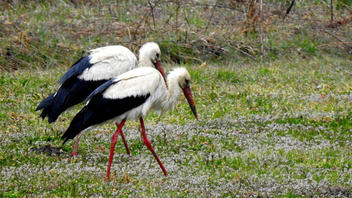 Щъркелите дойдоха!