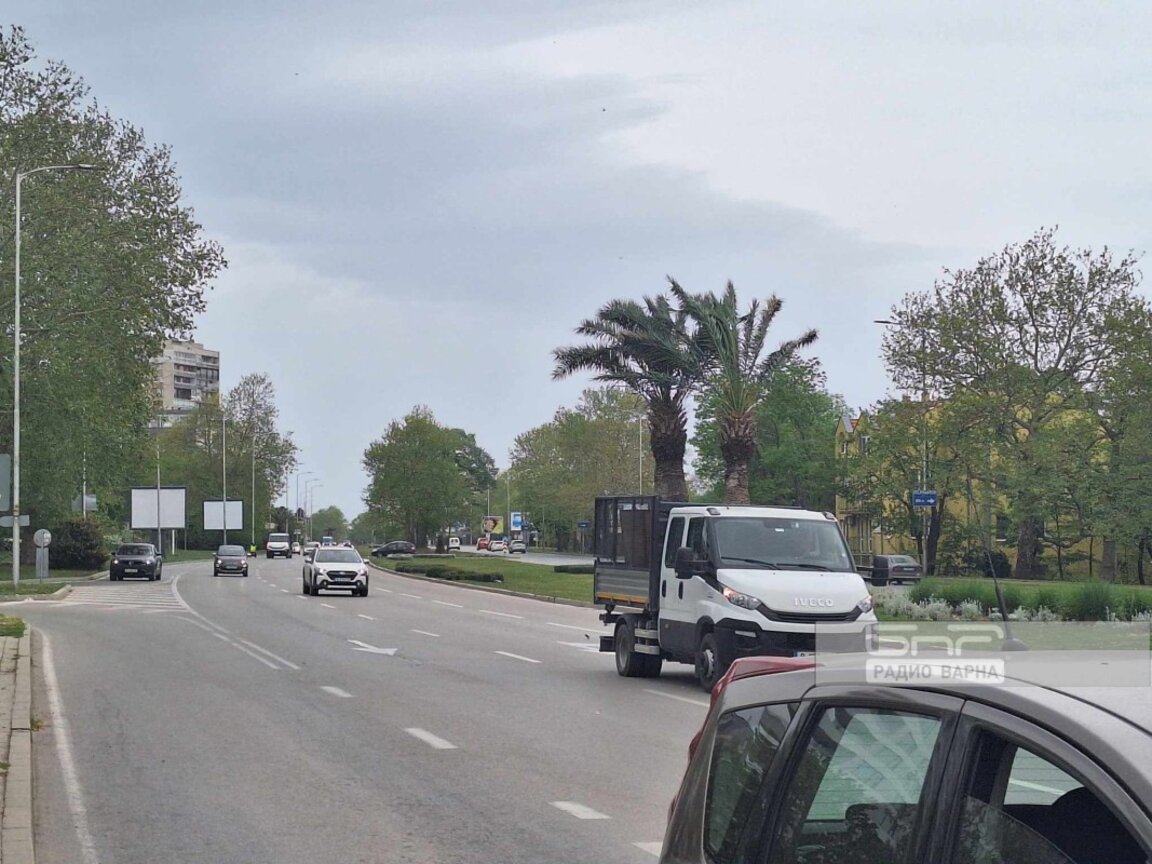Изкарват палмите на Варна