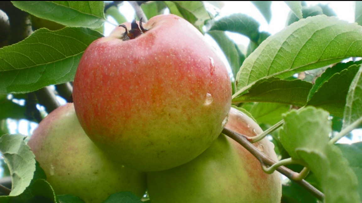 Българските овошки срещу климатичните промени: Науката излиза на полето